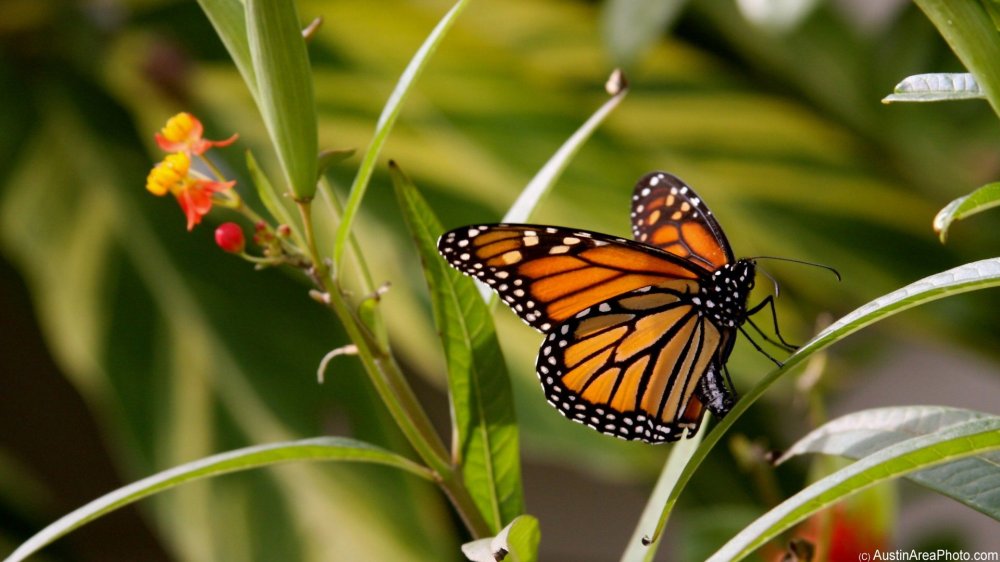 monarch-butterfly-1920x1080-DT.jpg