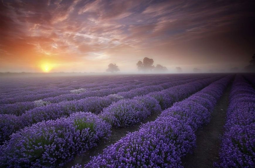 15-Lavender-Fields-France.jpg