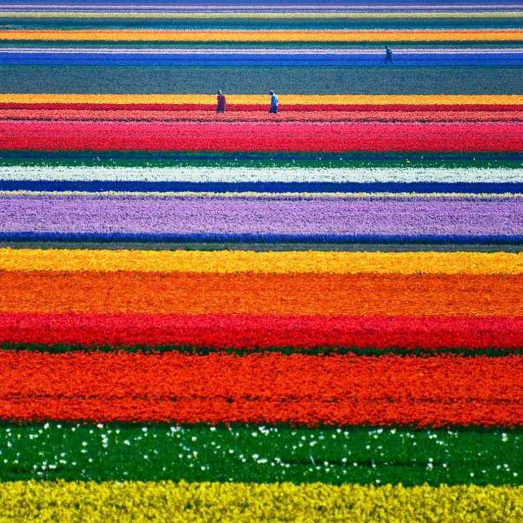 19-Tulip-Fields-Netherlands.jpg