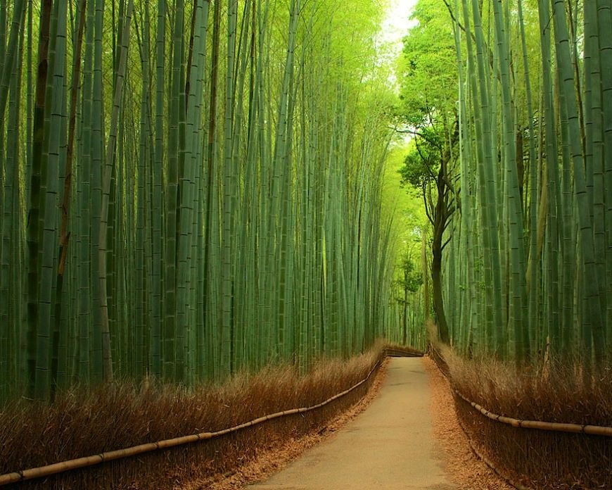 9-Bamboo-Forest-China.jpg