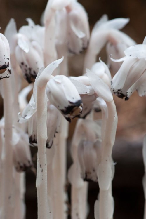 682px-Indian_Pipe_-_Stem_Detail_Macro.jpg