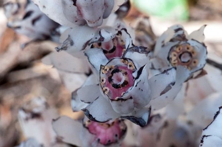 800px-Indian_Pipe_-_Flowering_Part_Macro-720x479.jpg