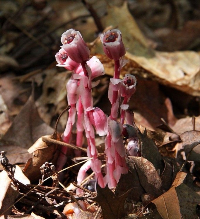 931px-Red_indian_pipes-720x791.jpg