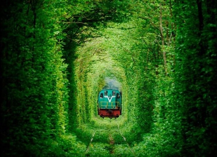 amazing-tree-tunnels-2-2-750x543.jpg
