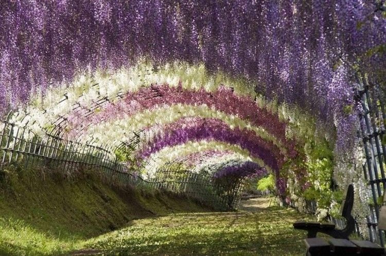amazing-tree-tunnels-3-1-750x499.jpg