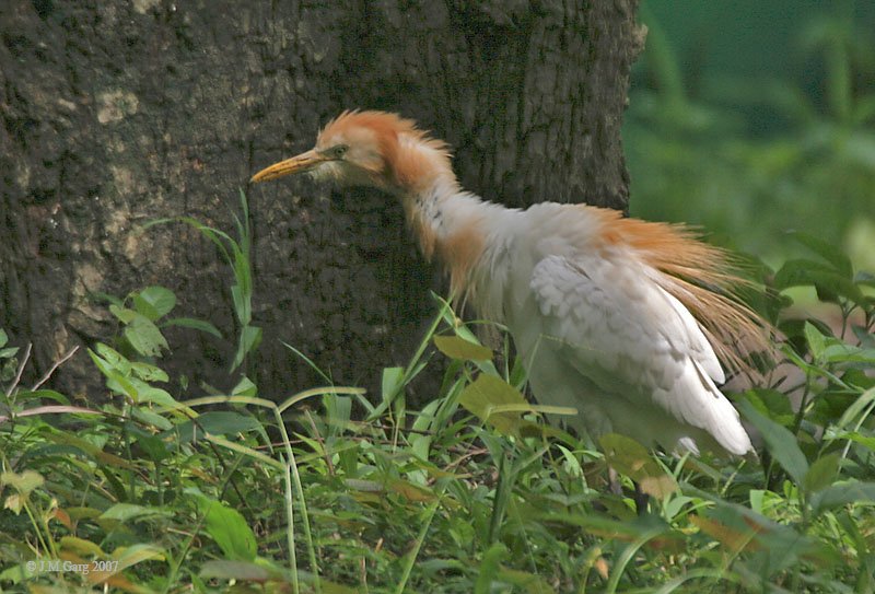 Cattle_Egret_I_IMG_8919.jpg