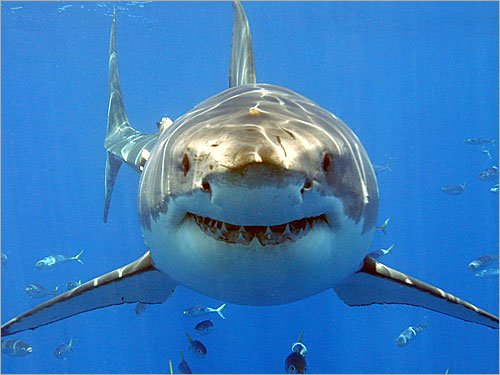 shark_attack_01.jpg