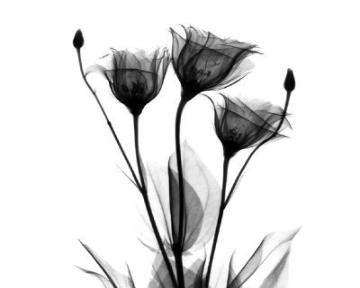 black_flowers.jpg