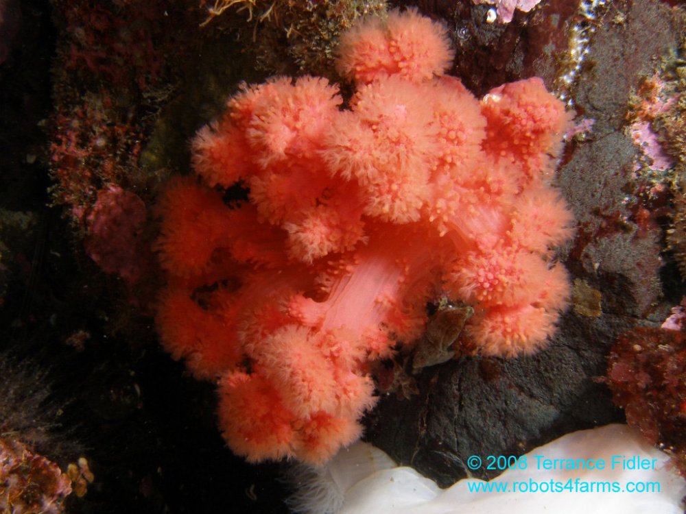 99_jms_RedSoftCoral_90p_PA050030.jpg