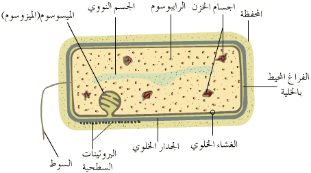 أي مجموعة من مجموعات التراكيب الخلوية التالية توجد في كلا الخليتين الحيوانية والنباتية