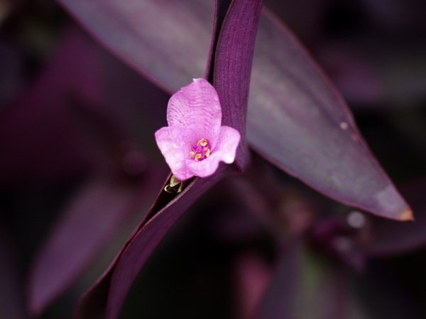 purple_flower.sized.jpg