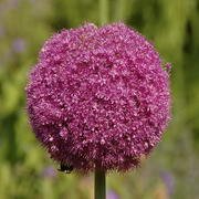 allium1.jpg