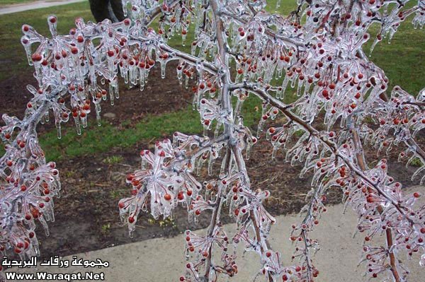 cherry-tree4.jpg