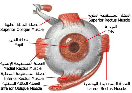 eye_ball_muscles.jpg