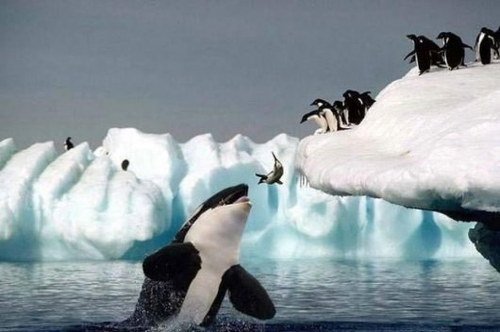 killer_whale_eating_penguins-jump-in-air.jpg