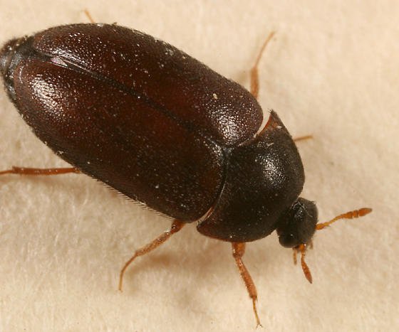 carpet beetle pictures