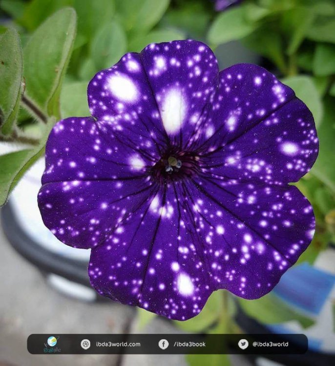 night-sky-petunia-13-750x820.jpg