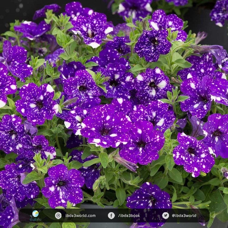 night-sky-petunia-15-750x750.jpg