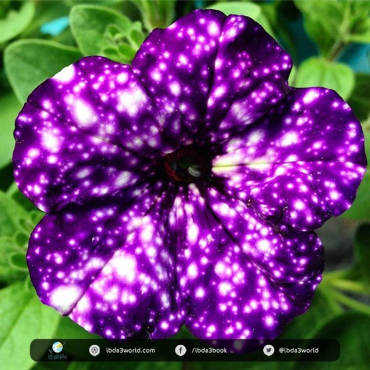 night-sky-petunia-5-750x750.jpg