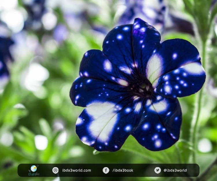 night-sky-petunia-6-750x625.jpg