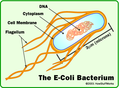 akhawat_islamway_1363965542__cell-ecoli.gif