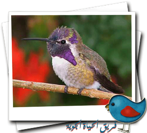 akhawat_islamway_1364349664__-.gif