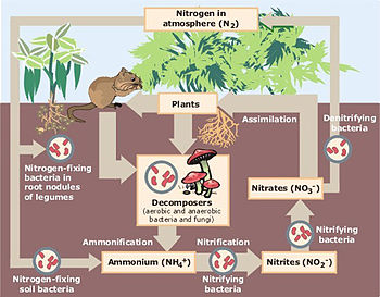 akhawat_islamway_1364375597__nitrogen_cycle.jpg