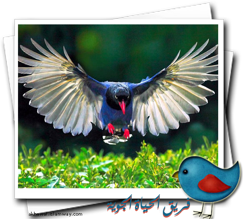 akhawat_islamway_1364609383__d_4.png