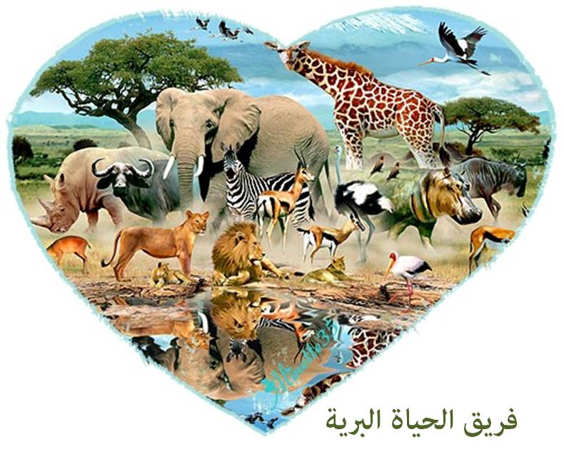 akhawat_islamway_1364743812__1.jpg
