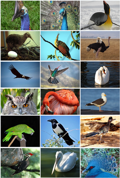 akhawat_islamway_1364786554__404px-bird_diversity_2011.png