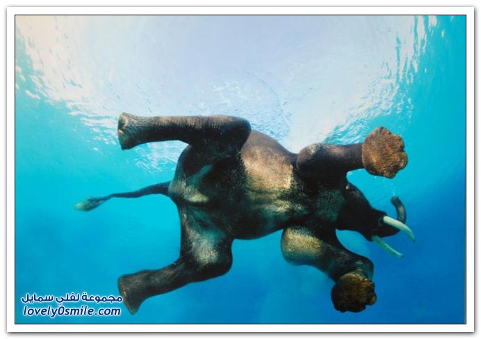 akhawat_islamway_1364919625__elephant-002.jpg