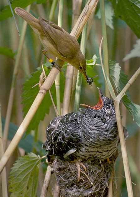 akhawat_islamway_1394740129__reed_warbler_cuckoo.jpg