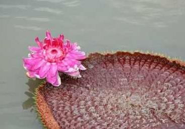akhawat_islamway_1416422818__water_lily_pink_flower.jpg
