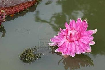 akhawat_islamway_1416422924__water_lily_pink_flower2.jpg