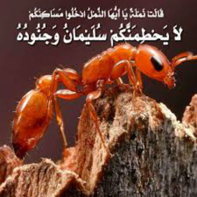 akhawat_islamway_1460040461__222.jpg