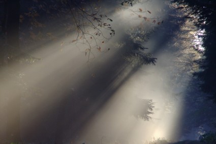 akhawat_islamway_1489272058__sunbeam-fog-autumn-205626.jpg