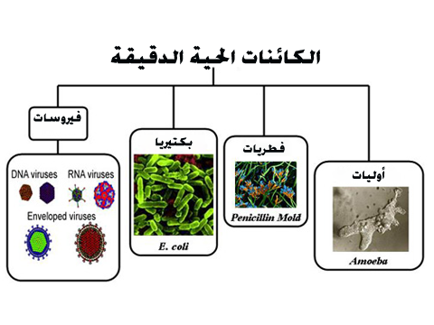 مرض القدم الرياضي أنواع الحية الدقيقة يسبب المخلوقات أي اي انواع