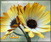 post-28298-1266580616.gif