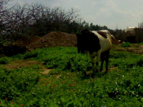 201003142619.jpg