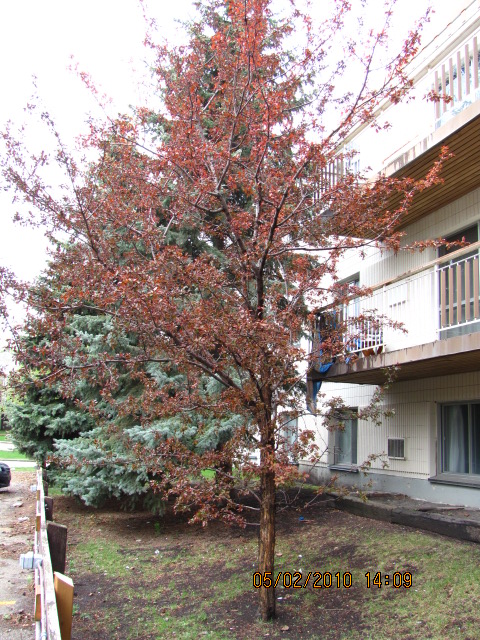 post-127175-1272849339.jpg