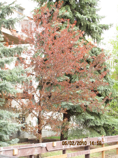 post-127175-1272849356.jpg