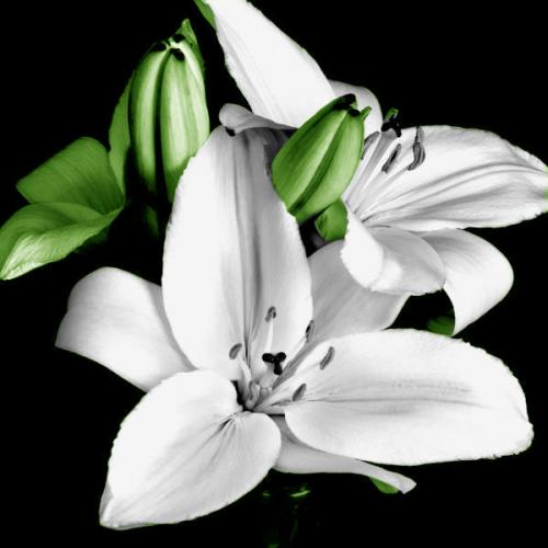 lily_flower_in_black_and_wh.jpg