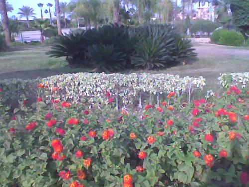 post-104069-1259607732_thumb.jpg