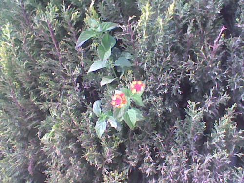 post-104069-1259607980_thumb.jpg