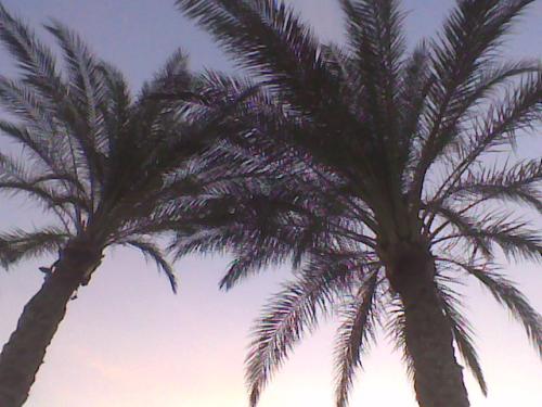 post-104069-1259608372_thumb.jpg