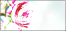 post-25975-1288877889.gif