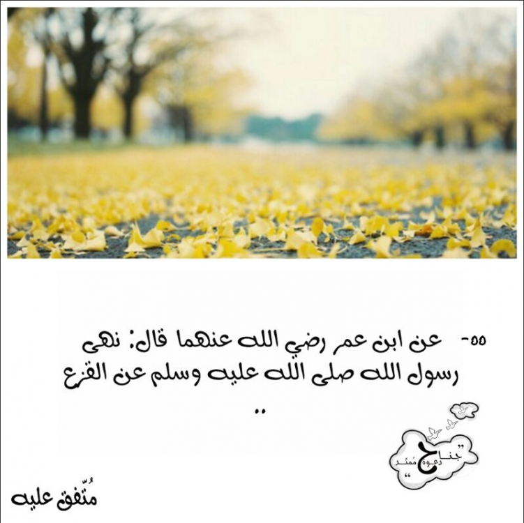 حديث: نهى رسول الله - صلى الله عليه وسلم - عن القَزَع image.thumb.png.570d