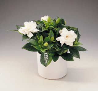 ������ ���� ������ �� ���� ������