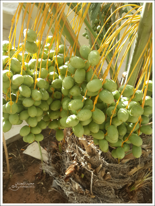 20130610_070724الاولى.png