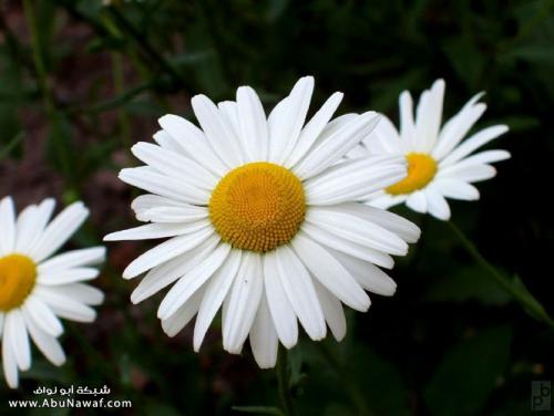 flower17.jpg
